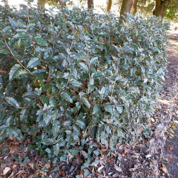 Olearia macrodonta Habit