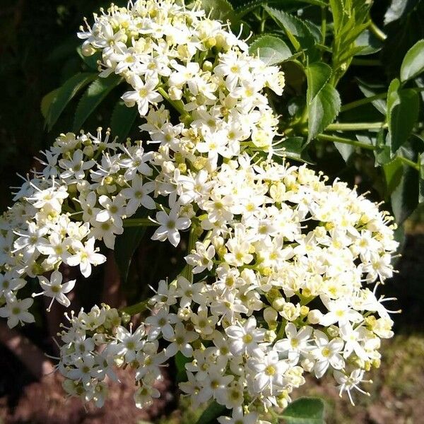 Sambucus australis Flower