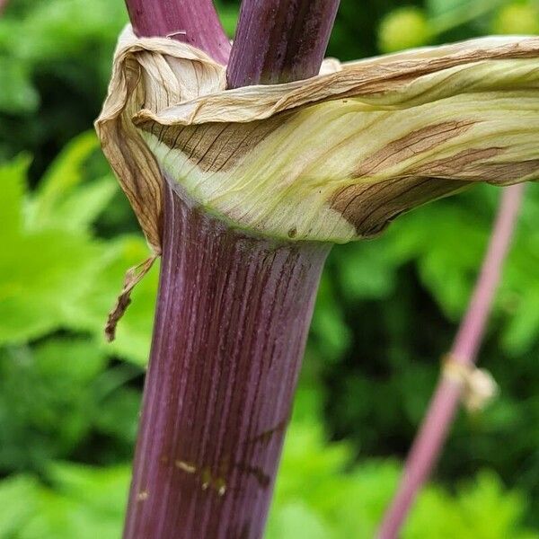 Angelica archangelica Кора