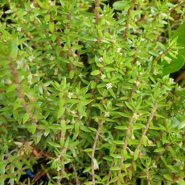 Crassula helmsii Blatt