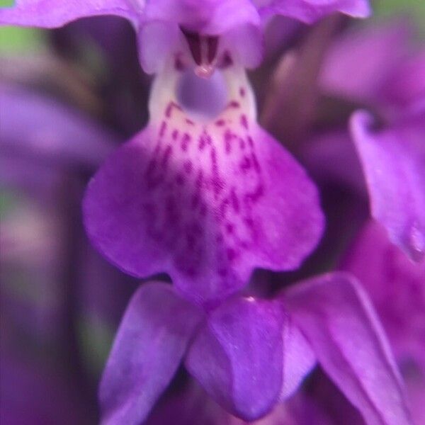 Dactylorhiza praetermissa ᱵᱟᱦᱟ