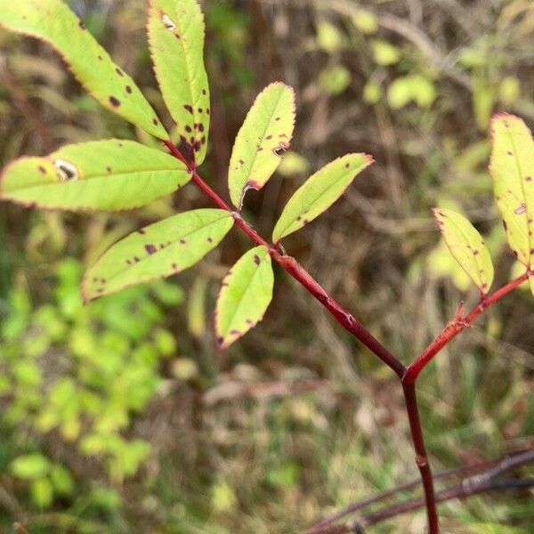 Rosa palustris Leaf