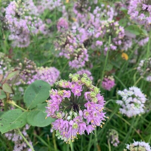 Allium stellatum Flower