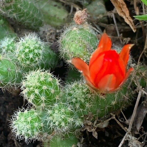 Echinocereus coccineus 花