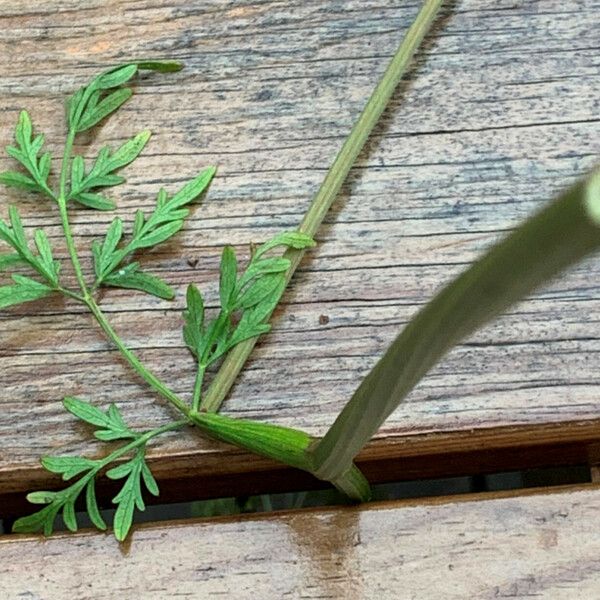 Peucedanum palustre Leaf