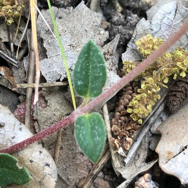 Helianthemum marifolium ഇല