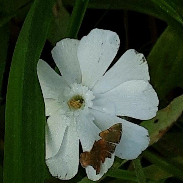 Silene noctiflora Blodyn