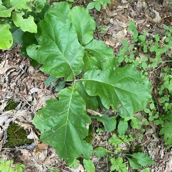 Quercus macrocarpa Fulla