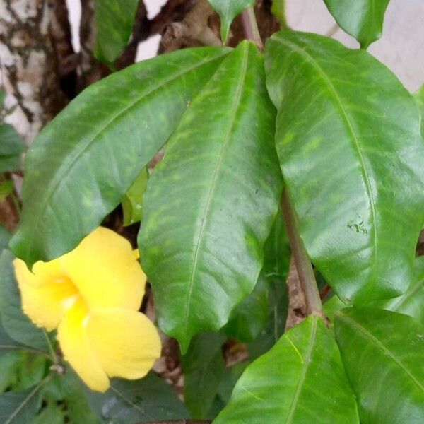 Allamanda cathartica ᱥᱟᱠᱟᱢ