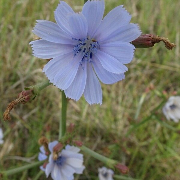 Cichorium intybus Flower