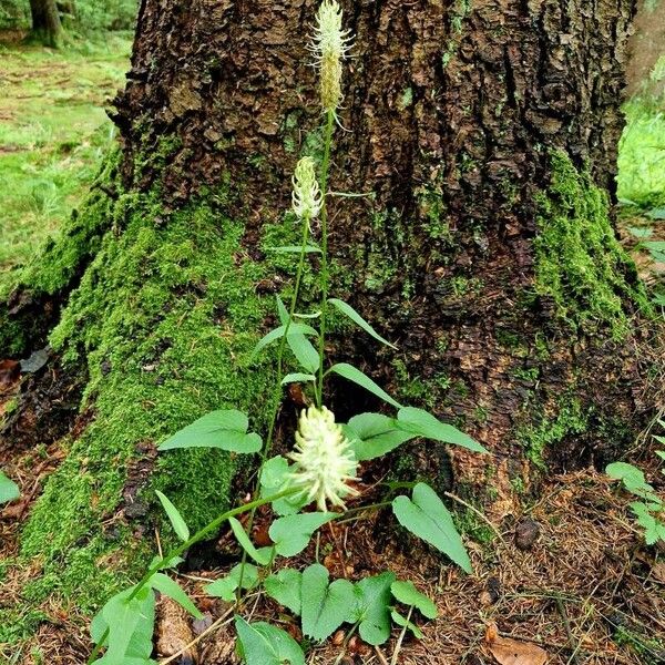 Phyteuma spicatum Flor