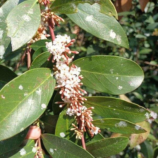 Acokanthera oppositifolia Flower