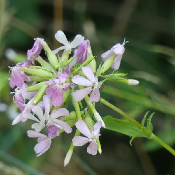 Saponaria officinalis Flor