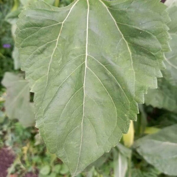 Helianthus annuus Blad