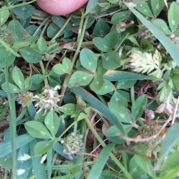 Trifolium glomeratum 叶