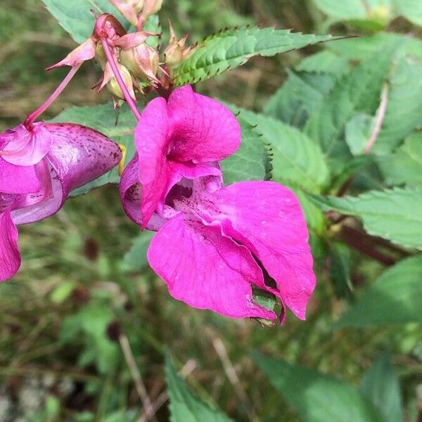 Impatiens glandulifera 花