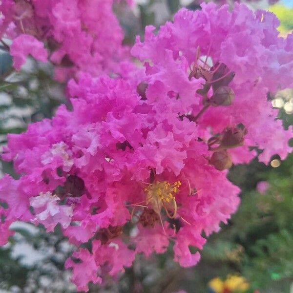 Lagerstroemia speciosa ᱵᱟᱦᱟ