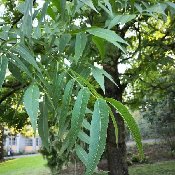 Carya illinoinensis Fuelha