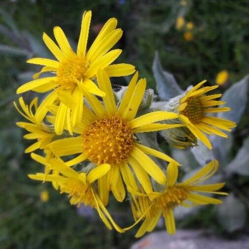 Tephroseris longifolia Flor