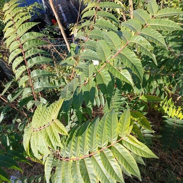 Ailanthus altissima Lehti