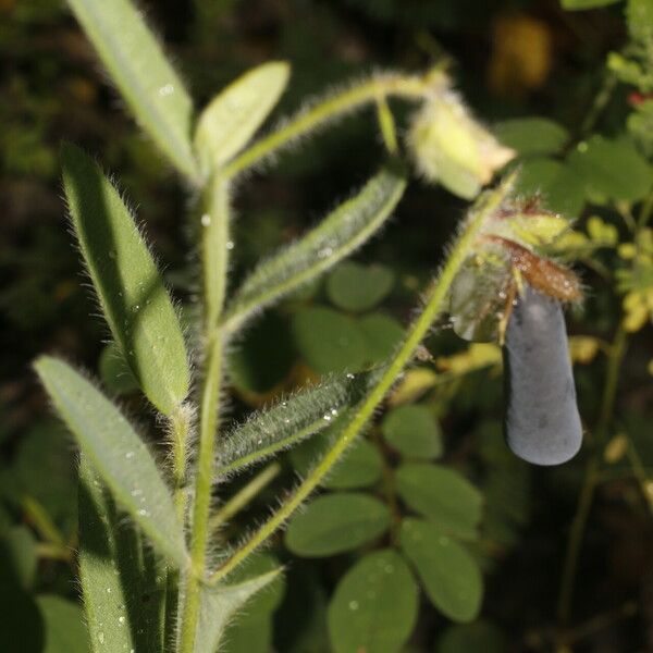 Crotalaria sagittalis Плод