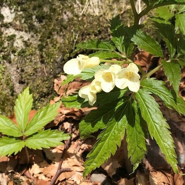 Cardamine enneaphyllos Floare