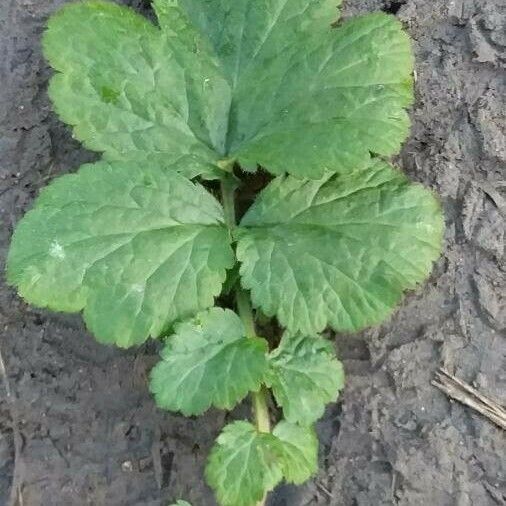 Geum urbanum Leaf