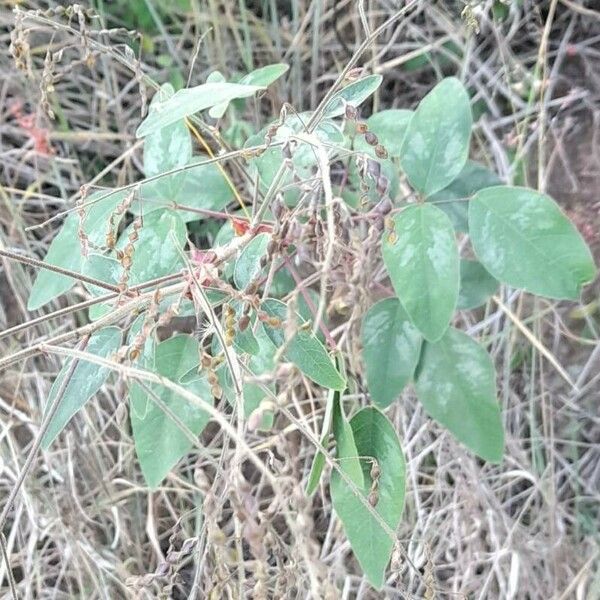 Desmodium tortuosum Vekstform