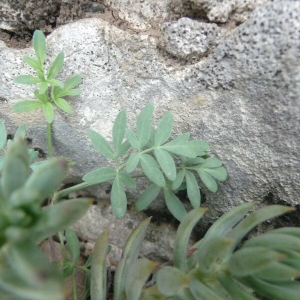 Ruta chalepensis Leaf