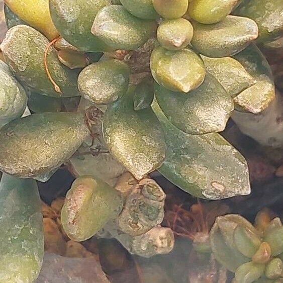 Adromischus schuldtianus Lapas