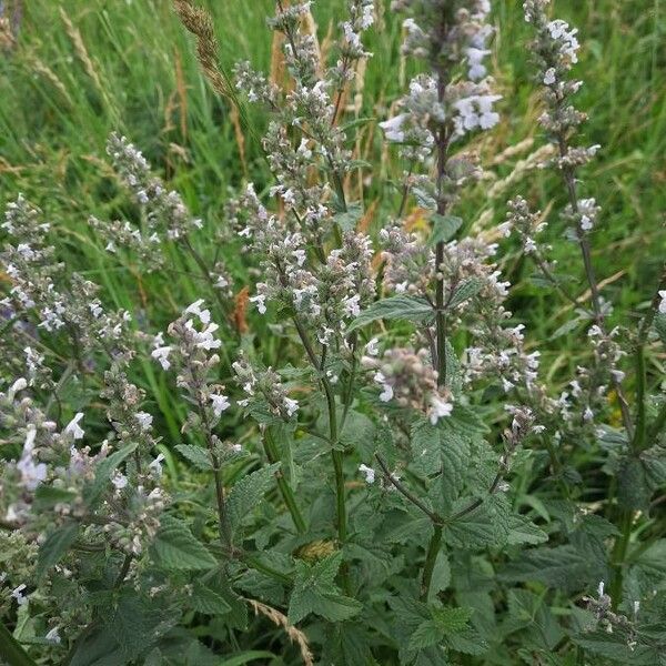 Nepeta nuda Blomst