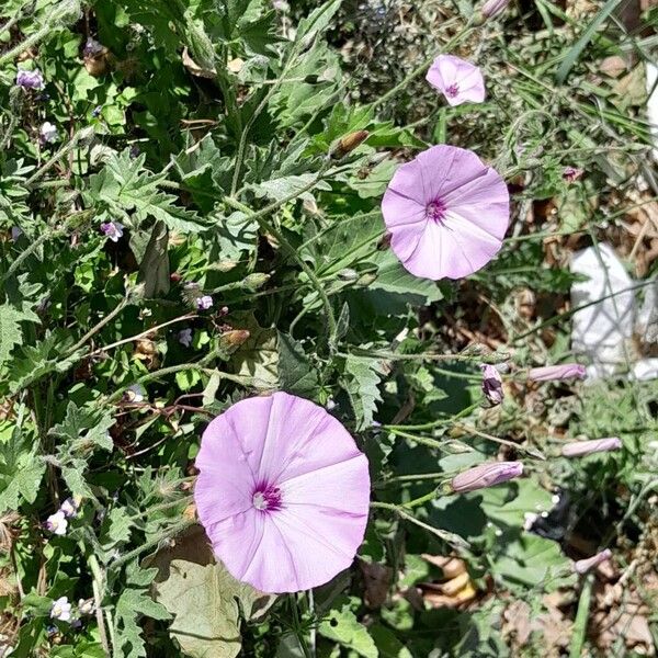 Convolvulus althaeoides Flor