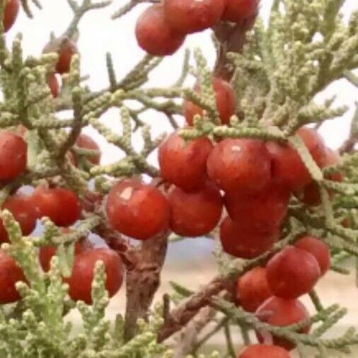 Juniperus phoenicea Plod