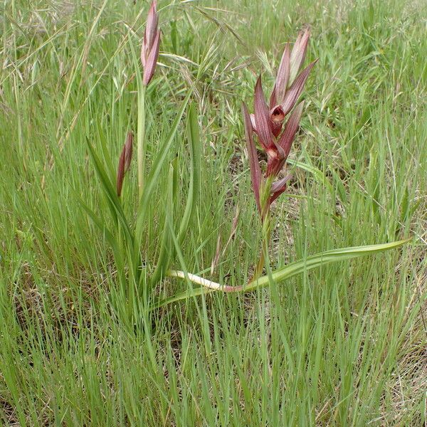 Serapias vomeracea Habit