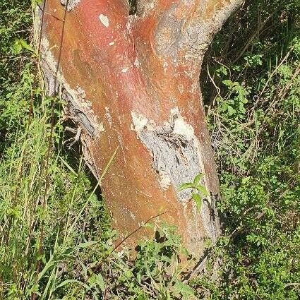 Sterculia africana Bark