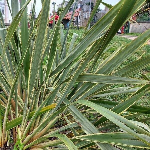 Phormium tenax Leaf