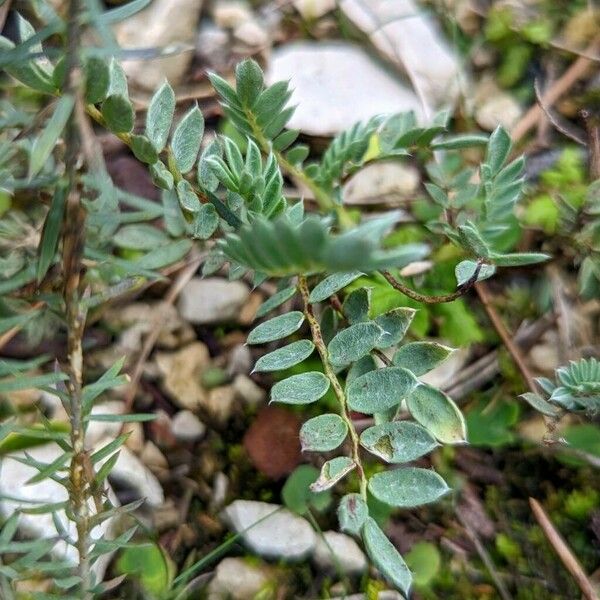 Anthyllis montana Leaf