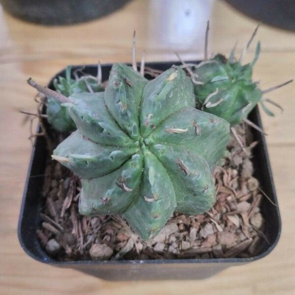 Euphorbia pulvinata Feuille