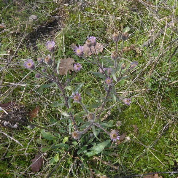 Erigeron acris Vivejo