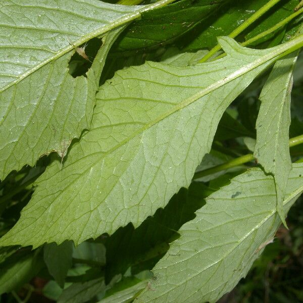 Emilia sonchifolia Leaf