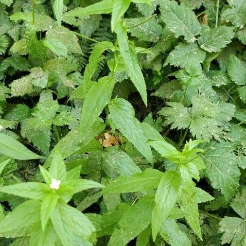 Epilobium lactiflorum Blatt