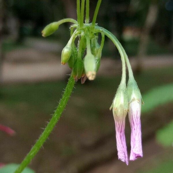 Oxalis debilis Sonstige