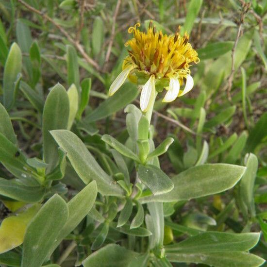 Borrichia frutescens 花