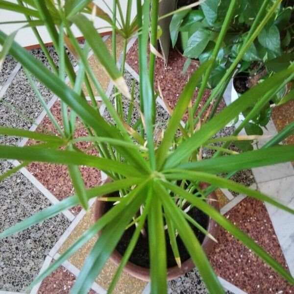 Cyperus alternifolius Leaf