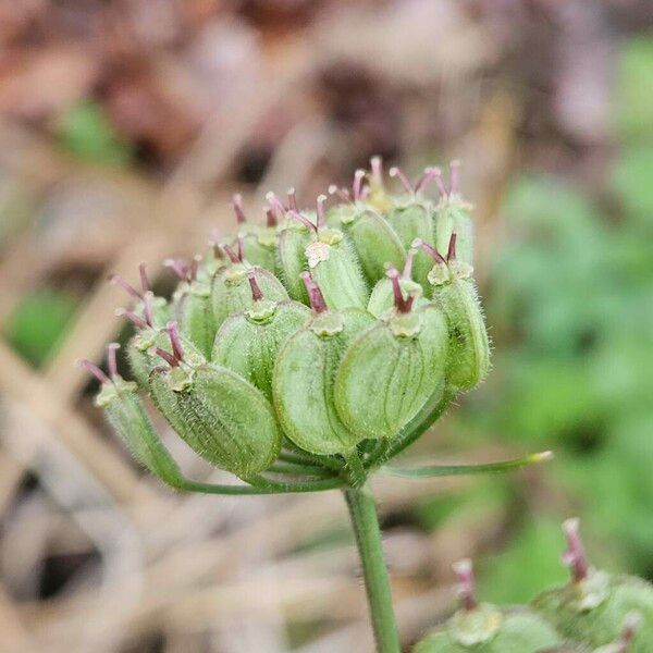 Heracleum sibiricum Fruit