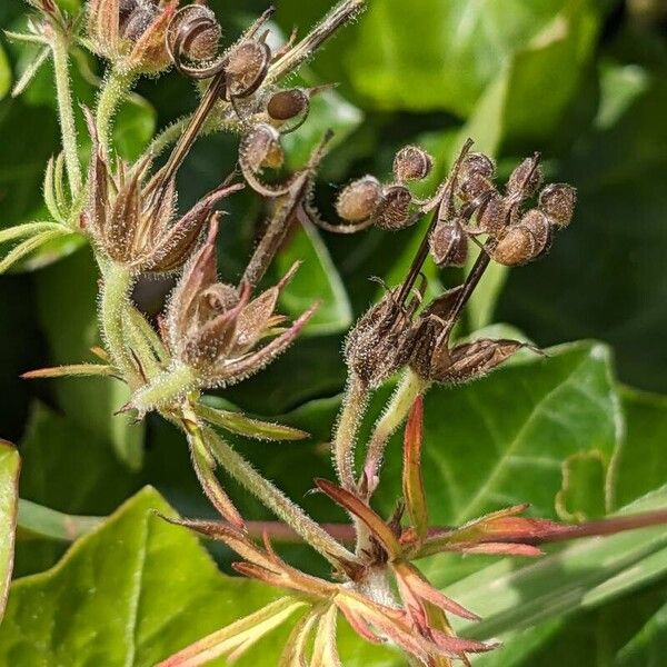 Geranium dissectum Frucht