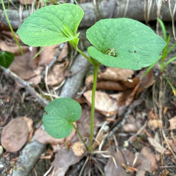 Viola mirabilis Habit