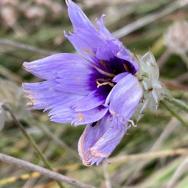 Catananche caerulea Flower