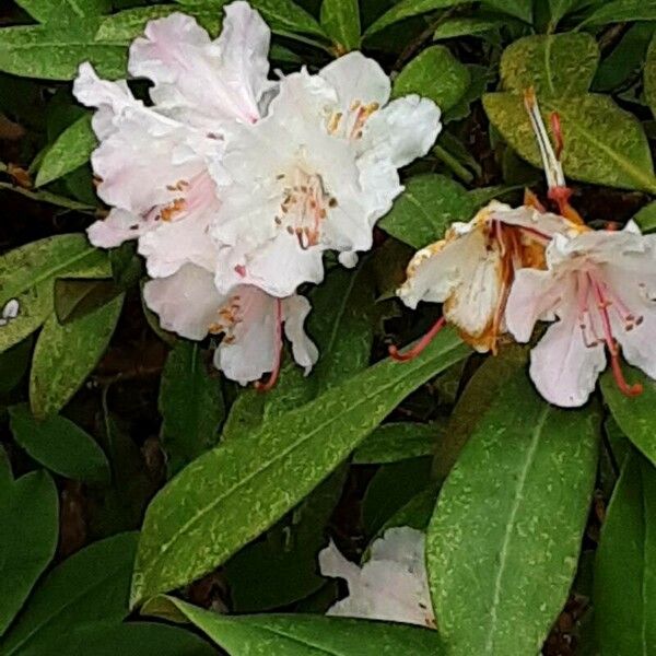 Rhododendron minus Flor