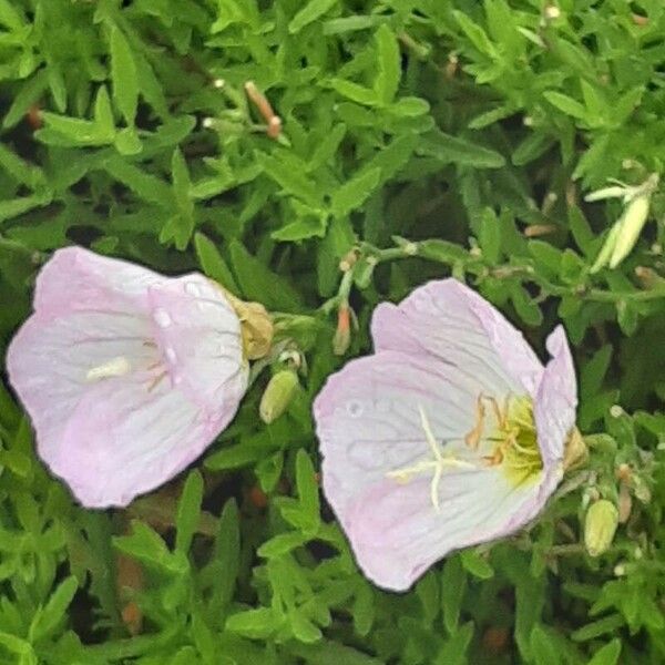 Oenothera speciosa Fiore